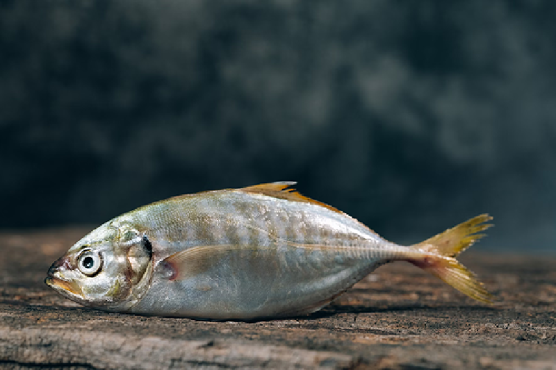Photo of a fish on a table